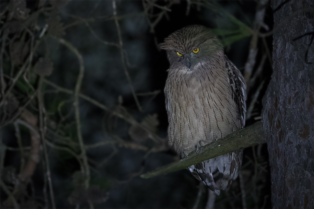Brown Fish-Owl